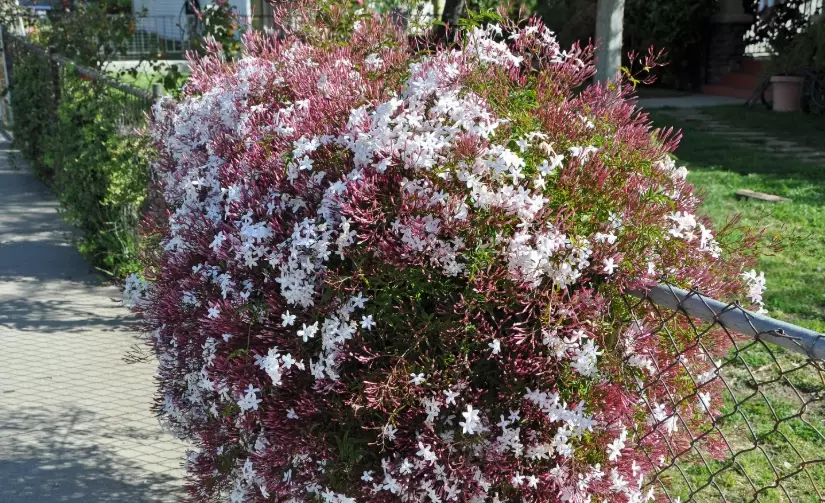 star jasmine care star jasmine care