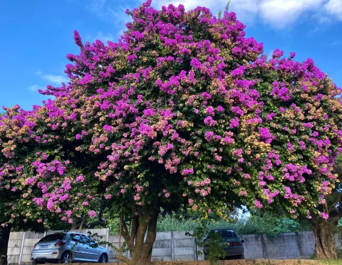 bougainvillea tree care