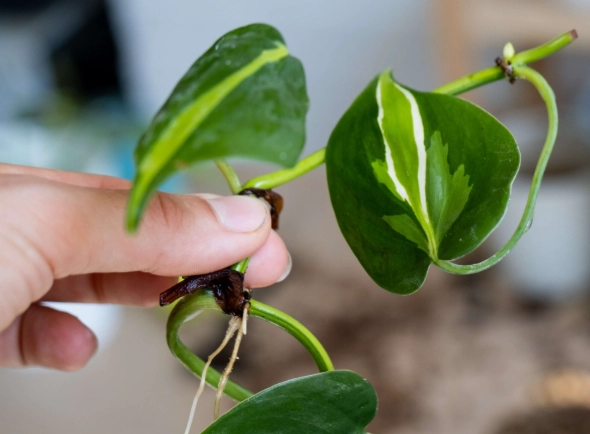 propagate pothos