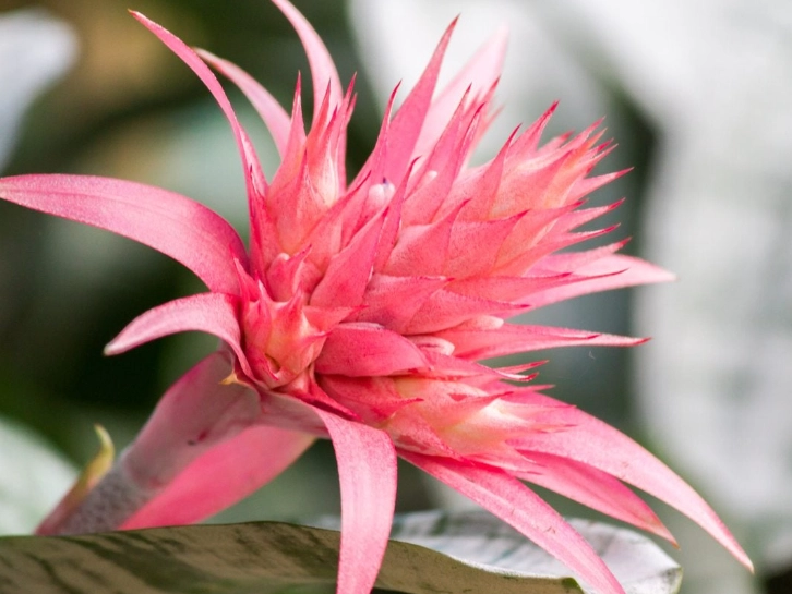 bromeliad flower care