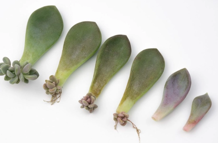 plant succulents in pots plant succulents in pots