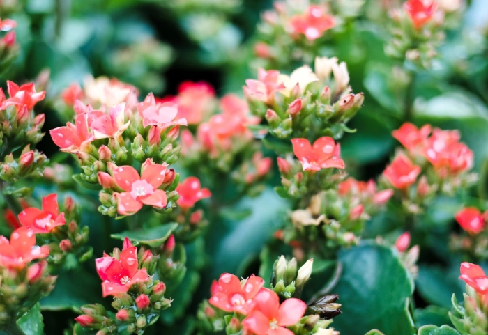 how to care for kalanchoe