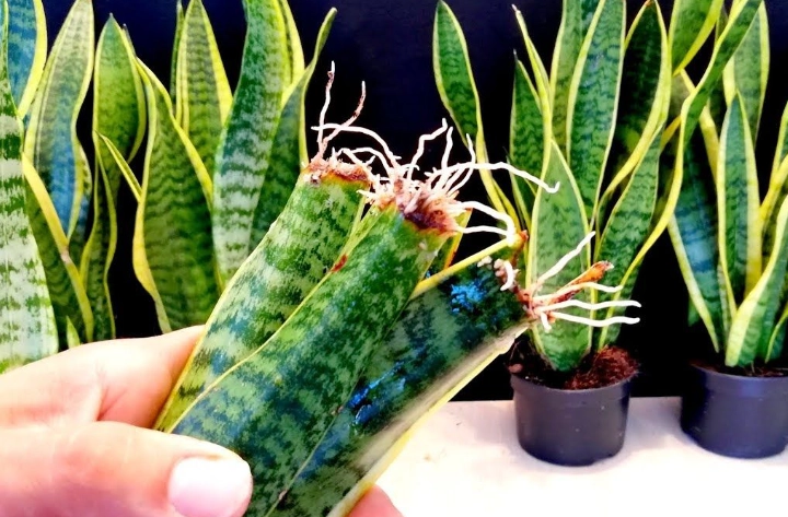 grow snake plant from cutting