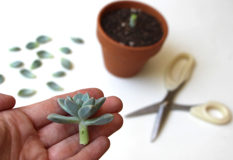 succulent planting guide succulent planting guide