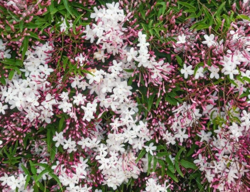 pink jasmine plant pink jasmine plant