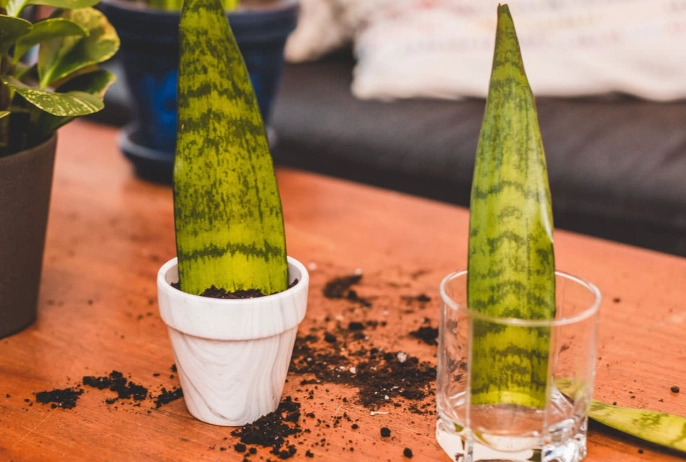 snake plant propagation