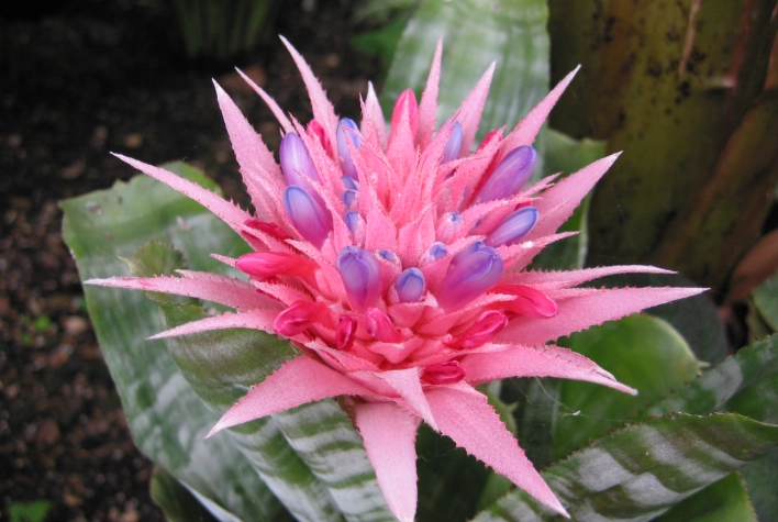 how to get a bromeliad to flower