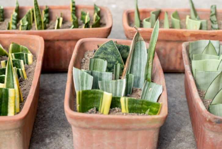 grow snake plant from cutting