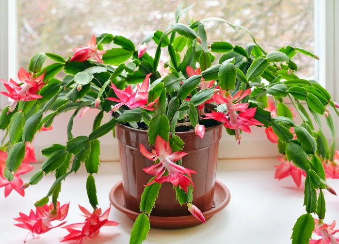 christmas cactus flower care