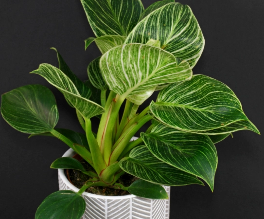 philodendron birkin care