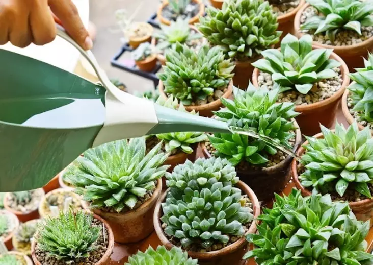 overwatered succulent