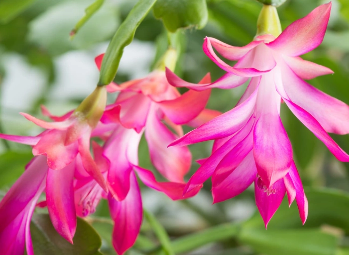 christmas cactus flower care