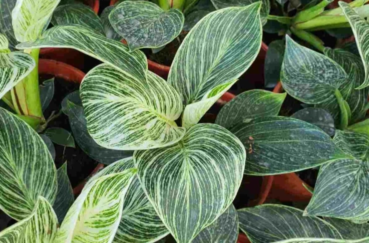 philodendron birkin care