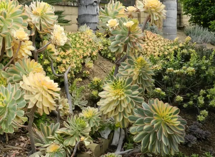 how to propagate aeonium sunburst how to propagate aeonium sunburst