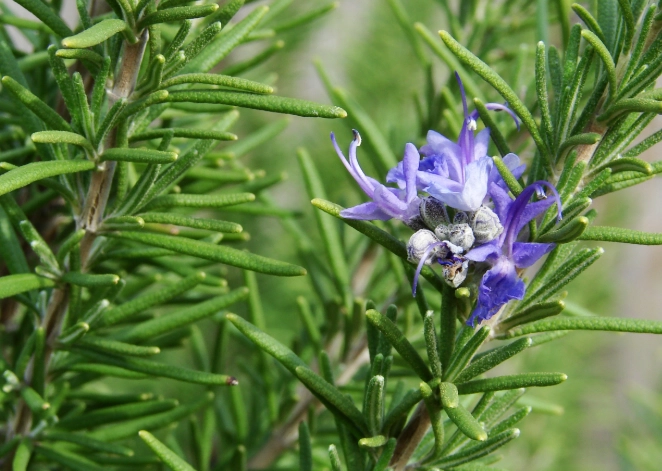 growing rosemary