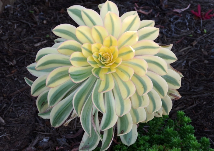 how to propagate aeonium sunburst how to propagate aeonium sunburst