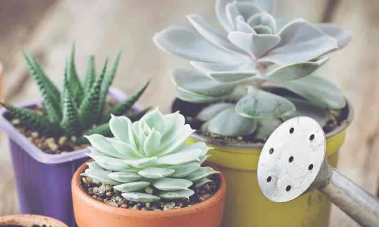 succulent watering guide