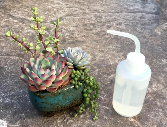 succulent watering guide