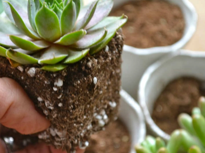 how to make succulent soil