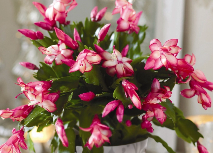 christmas cactus flower care