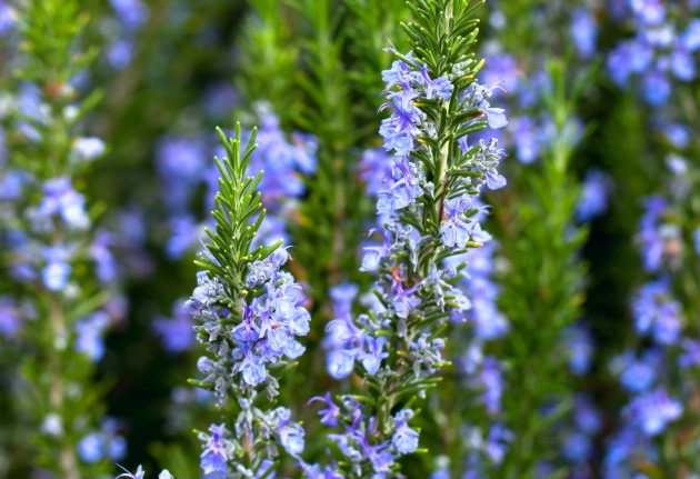 growing rosemary
