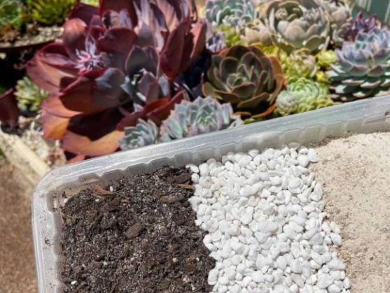 best soil for succulents