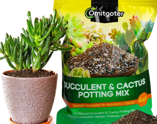 best soil for succulents