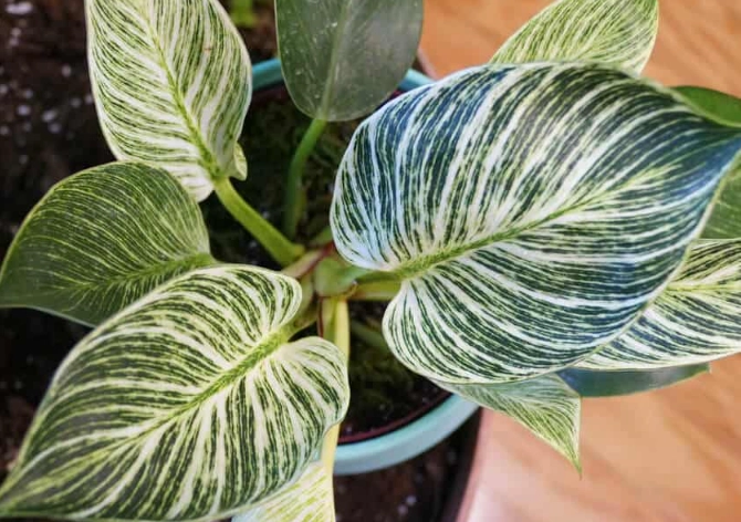 variegated philodendron