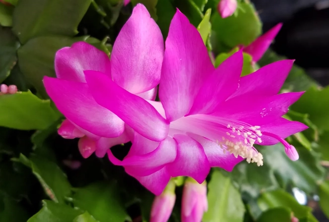 christmas cactus problems