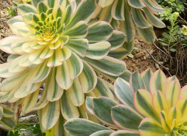 aeonium sunburst