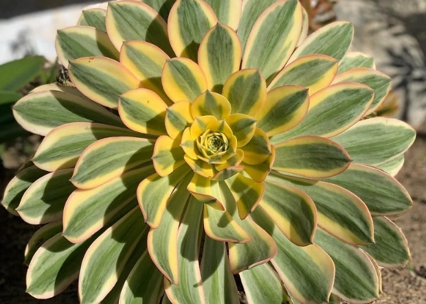 aeonium sunburst vs aeonium kiwi aeonium sunburst vs aeonium kiwi