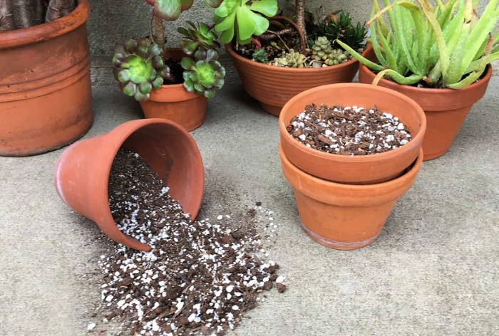 best soil for succulents