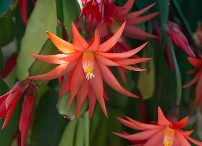 christmas cactus not blooming