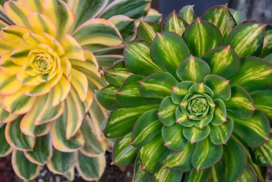 aeonium sunburst care aeonium sunburst care