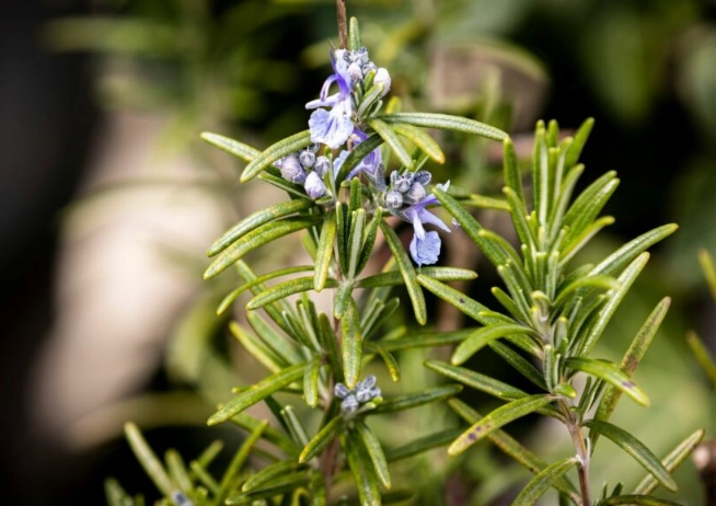 growing rosemary