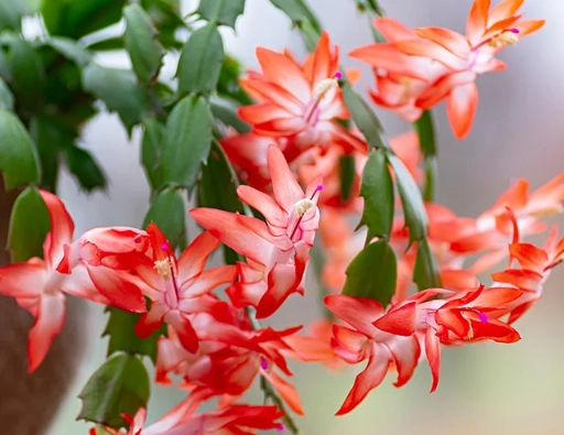 christmas cactus not blooming