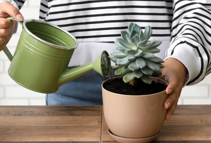 how to water a succulent how to water a succulent