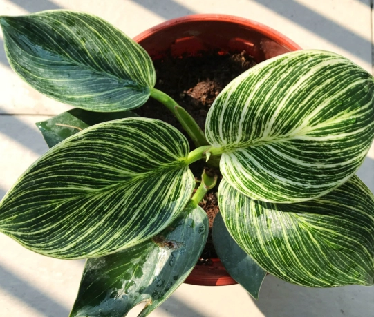 variegated philodendron