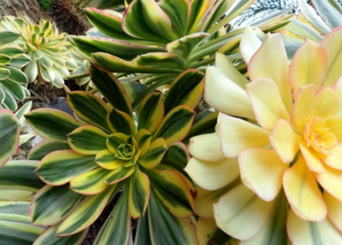 aeonium sunburst vs aeonium kiwi aeonium sunburst vs aeonium kiwi