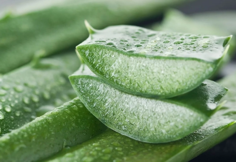 aloe vera plant benefits aloe vera plant benefits