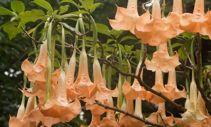 growing angel trumpet