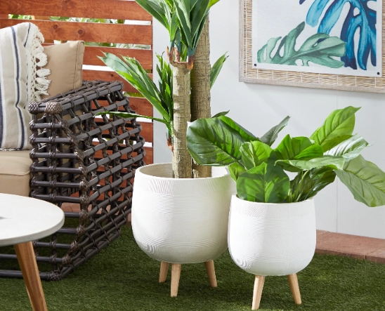 best large indoor plants