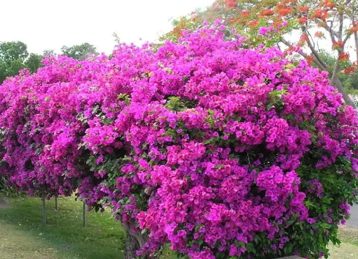 bougainvillea bush