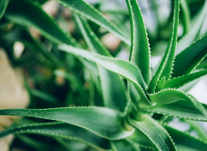 how to use aloe vera gel how to use aloe vera gel