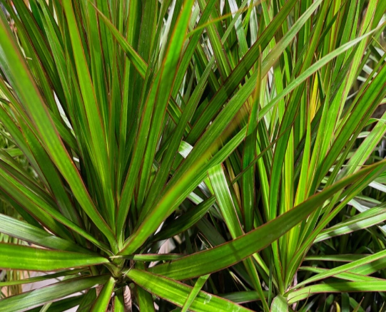 Madagascar dragon tree