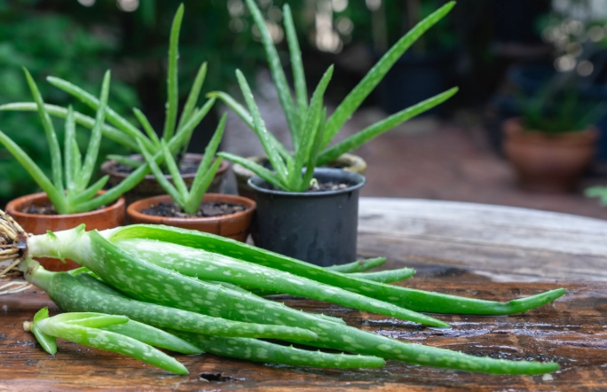 grow aloe vera from pups grow aloe vera from pups