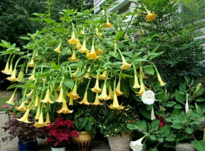 growing angel trumpet