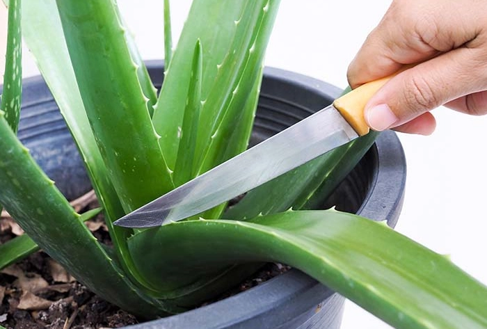 aloe vera uses aloe vera uses