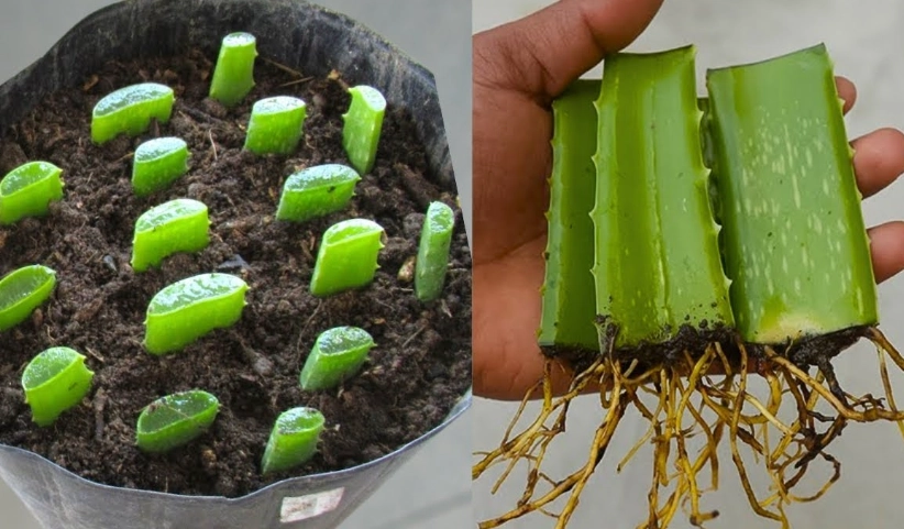 aloe vera plant benefits aloe vera plant benefits