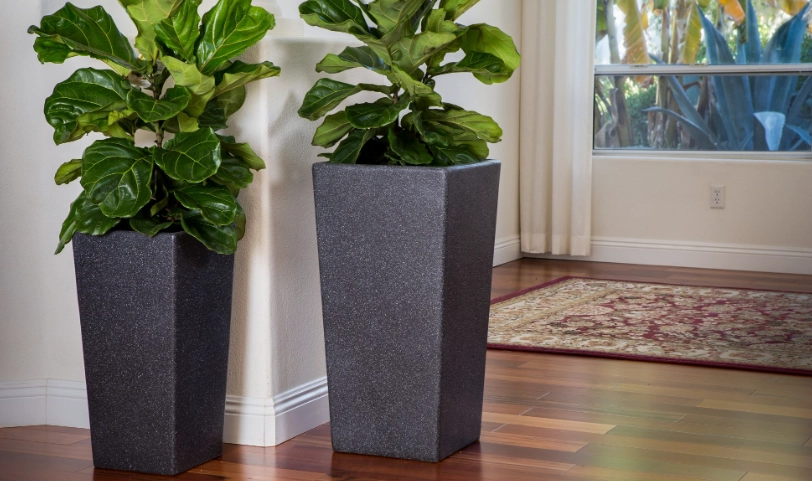 large indoor plant in pot